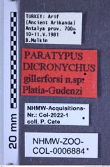 Etiketten zu Dicronychus gillerforsi (Platia & Gudenzi, 2004) (NHMW-ZOO-COL-0006884)